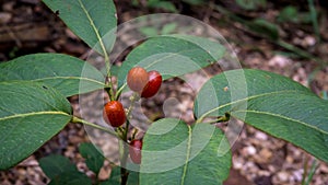 Herbal plant, Clausena harmandiana (Pierre) Pierre ex Guill, RUTACEAE, used as herbal medicine, has many medicinal