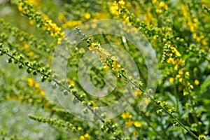 The herbal plant common agrimony