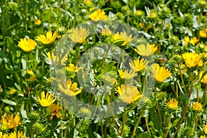The herbal plant gumweed