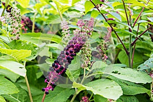 Herbal plant: Indian pokeweed Phytolacca acinosa