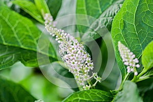 Herbal plant: Indian pokeweed Phytolacca acinosa