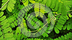herbal plant leaves saga sprue reliever