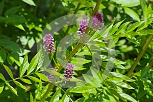 The herbal plant Liquorice
