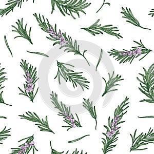 Herbal seamless pattern with rosemary sprigs on white background. Backdrop with blooming fragrant herb. Elegant vector