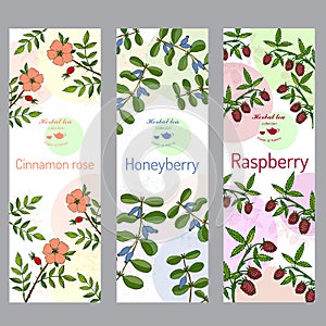 Herbal tea collection. Cinnamon rose, raspberry, honeyberry banner set.