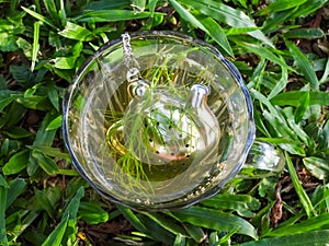 Herbal tea (fennel). Transparent glass cup on the grass.