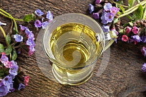 Herbal tea with fresh lungwort or pulmonaria plant