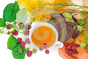 Herbal tea of fresh raspberry, dog-rose, blackberry and hypericum leaves on white background.