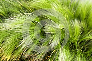 Herbal texture. Green feather grass closeup. Horizontal background.