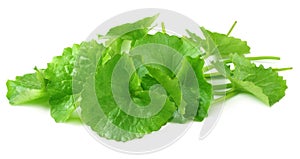 Herbal thankuni leaves