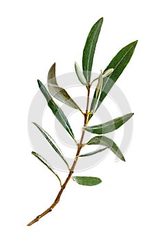 Herbal therapy: Eucalyptus branch isolated on a white background