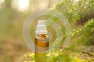 Herbal tincture in spruce branches. Pine oil.Treatment with natural herbal remedies.tincture in a glass bottle on a