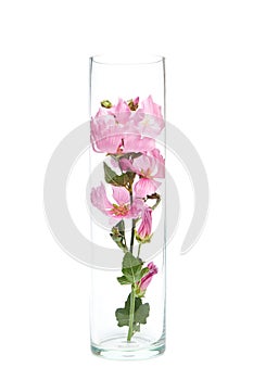 Herbal wildflowers in a glass flask, isolate. Natural cosmetics, flower extract