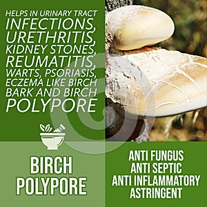 herbalist advise in natural remedies of Birch polypore benefits