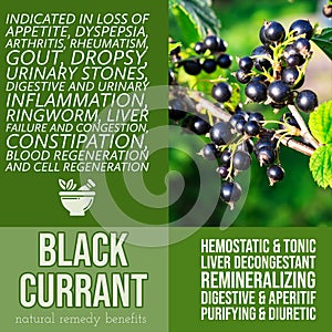 herbalist advise in natural remedies of Black currant benefits