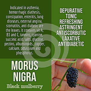 herbalist advise in natural remedies of Black mulberry benefits