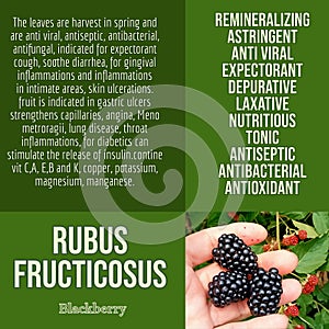 herbalist advise in natural remedies of Blackberry benefits