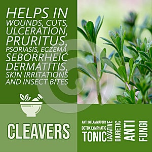 herbalist advise in natural remedies of Cleavers benefits