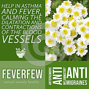 herbalist advise in natural remedies of Feverfew benefits