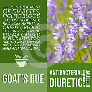 herbalist advise in natural remedies of Goat s rue benefits