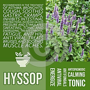 herbalist advise in natural remedies of Hyssop benefits