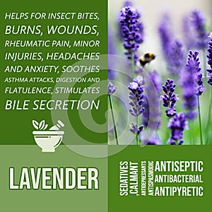 herbalist advise in natural remedies of Lavender benefits