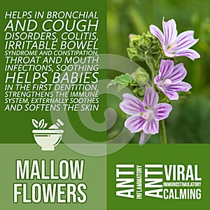 herbalist advise in natural remedies of Mallow flowers benefits