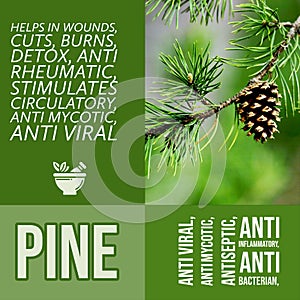 herbalist advise in natural remedies of Pine benefits