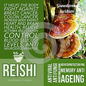 herbalist advise in natural remedies of Reishi Ganoderma lucidum mushroom benefits