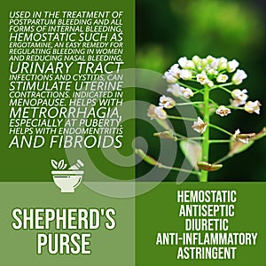 herbalist advise in natural remedies of Sheperd s purse benefits