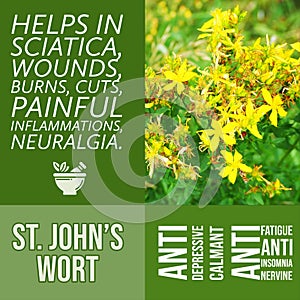 herbalist advise in natural remedies of St Johns wort benefits