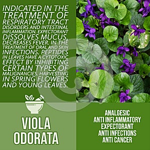 herbalist advise in natural remedies of Sweet violets benefits