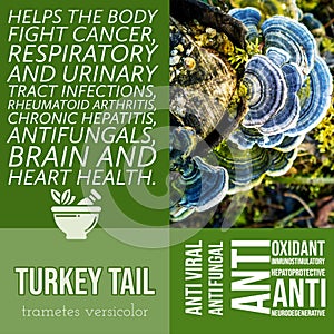 herbalist advise in natural remedies of Turkey tail benefits