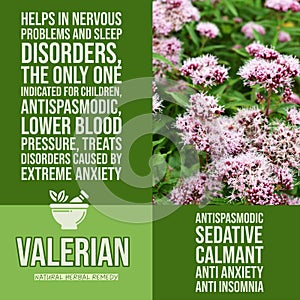 herbalist advise in natural remedies of Valerian benefits