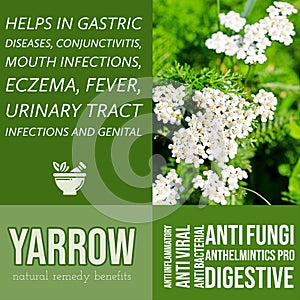 herbalist advise in natural remedies of Yarrow benefits