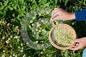 Herbalist hand pick camomile herbal flower blooms