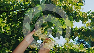 Herbalist hands pick pluck linden flowers to make healthy healing tea