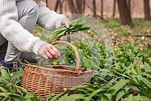 Herbalist picking Ramson plant leaves knows as Wild garlic