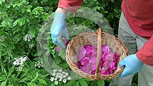 Herbalist with protective blue glove picking red wild rose petals for tea