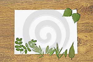 Herbarium composition on a white sheet of paper with place for text