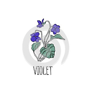 Herbarium concept. Violet flowers on white background