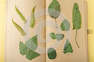 Herbarium of diverse pressed dried plants on sheets of vintage notebook, herbalist. Botanical set of wild flowers, herbs. Flat lay