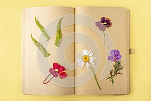 Herbarium of diverse pressed dried plants on sheets of vintage notebook, herbalist. Botanical set of wild flowers, herbs. Flat lay