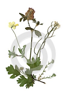 Herbarium with dry pressed Green summer meadow plant on white background.