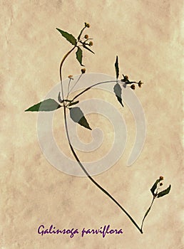Herbarium of gallant soldier