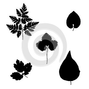 Herbarium leaves, vector illustration from a herbarium