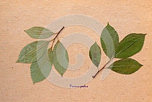 Herbarium of Mayday tree