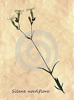 Herbarium of nightflowering silene