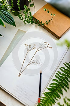 Herbarium and plants