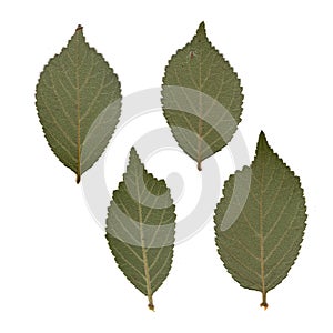 Herbarium of pressed and dried green leaves on a white background.